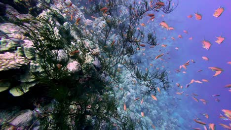 Peces-De-Arrecife-Nadando-Bajo-El-Mar-Rojo-Con-Hermosos-Corales-En-Dahab,-Egipto