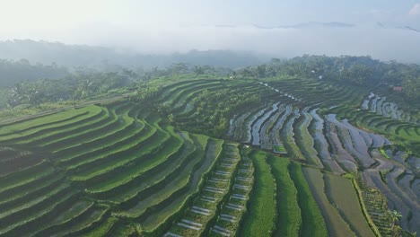 Misty-day-and-rice-terraces-in-Indonesia-landscape,-aerial-view