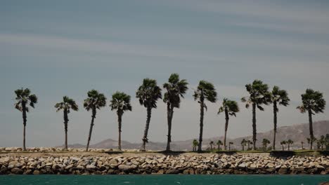 Palm-Trees-By-The-Beach-In-Cabo-San-Lucas-Resort-City-In-Baja-California-Sur,-Mexico