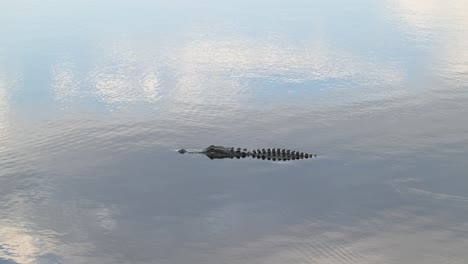 Birds-and-deer-aren’t-the-only-animals-spotted-at-Myakka-State-Park,-Florida,-alligator-swimming-on-dark-waters