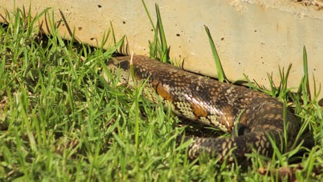 Blue-Tongue-Lizard-Moving-Under-Stone-Fence-In-Garden