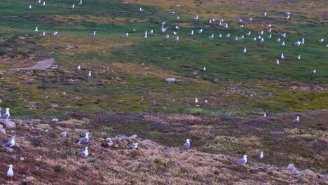 Gaviotas-En-Un-Prado-En-Cámara-Lenta