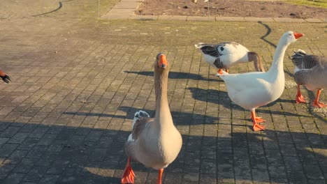 Close-up-view-of-a-goose-on-road-during-sunny-afternoon