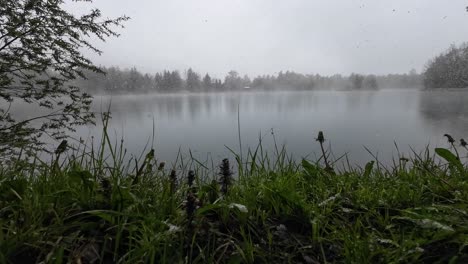 Schneefall-Auf-Blumen-Im-Frühling-Mit-See-Und-Wald-Im-Hintergrund