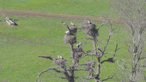 Drone-Orbital-Filmando-En-70mm-De-Un-Grupo-De-Cigüeñas-En-Sus-Nidos,-La-Mayoría-Emparejadas,-Están-En-Un-Prado-Verde,-Se-Ve-Un-Poste-De-Agua,-Está-En-Cámara-Lenta-En-Invierno,-Avila,-España