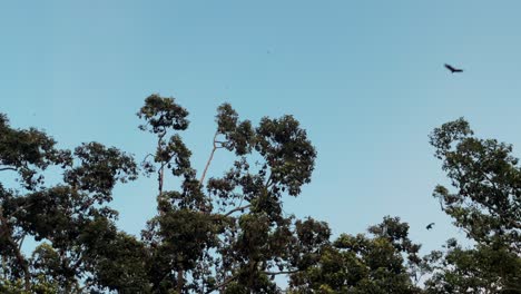 Un-árbol-Gigante-Sirve-De-Hogar-A-Miles-De-Murciélagos-De-La-Especie-&quot;gran-Zorro-Volador&quot;-O-Rousettus-Luctus-En-La-Ciudad-De-Siem-Reap,-Camboya.