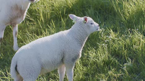 Niedliche-Tier-Schafe-Dolly-Lamm-Vieh-Weidet-Auf-Der-Weide-Feld-Gras-Bei-Tageslicht-Sonnigen-Tag