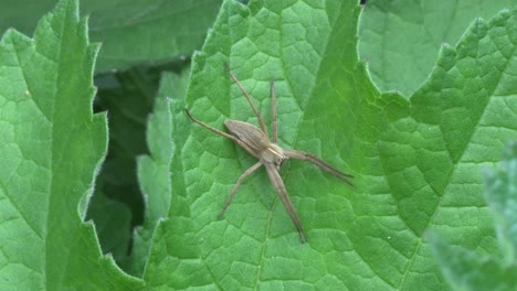 Hunting-Spider,-or-Nursery-Web-Spider,-Pisaura-mirabilis,-resting-on-a-leaf