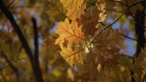 Fall-Leaves-Above-in-a-Tree-with-Warm-Sunlight-While-Rotating,-Canada