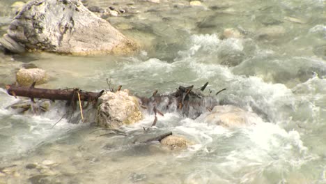 driftwood-caught-in-river-rapids,-closeup-static-shop-of-branch-in-water-current