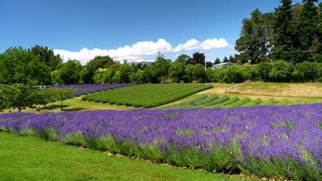 Pintoresco-Campo-De-Lavanda-Púrpura-En-Nueva-Zelanda,-Día-Soleado-De-Verano,-Panorámica-Hacia-La-Izquierda