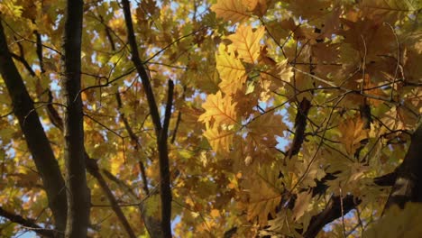 Orange-Und-Gelbe-Blätter-Im-Herbst-Im-Cullen-Gardens-Central-Park-In-Whitby,-Kanada