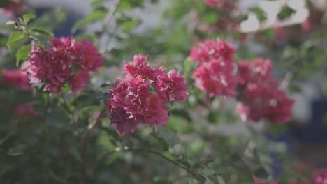 Dolly-out-shots-capturing-a-beautiful-red-flowering-bush-in-a-garden,-Canon-EOS-R-C-log,-60fps