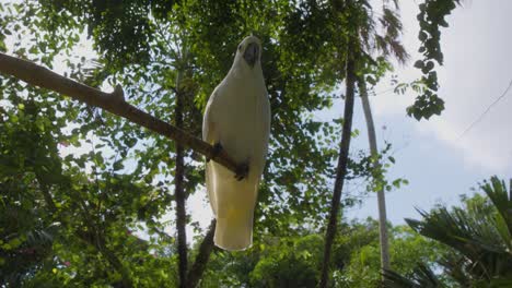 White-cockatoo-perched-on-a-branch-with-sky-and-green-tree-branches-in-the-background