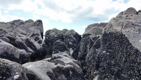 Low-angle-footage-of-dramatic-rocks-covered-in-mussels-and-sea-creatures-on-a-sandy-beach-in-West-Cork,-Ireland