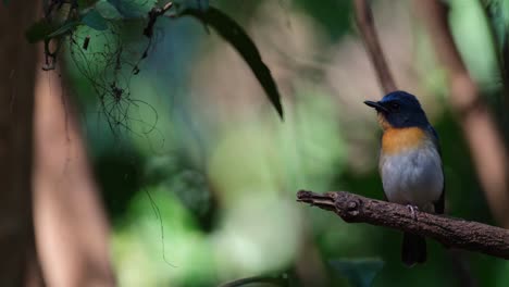 Zwitschern-Beim-Blick-Nach-Links,-Gesehen-Im-Wald,-Indochinesischer-Blauschnäpper-Cyornis-Sumatrensis,-Männlich,-Thailand