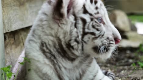 Portrait-of-white-Siberian-tiger-cub,-close-up