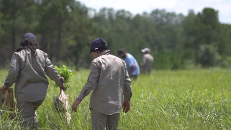 Agricultores-Profesionales-Plantando-árboles-De-Trompeta-Rosa-Lapacho,-Argentina