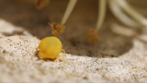 Springtail-Globular-Amarillo-Caminando-Sobre-El-Suelo-Junto-A-La-Flor-En-Un-Día-Soleado