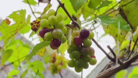 Growing-delicious-grapes-during-rainfall,-close-up-view