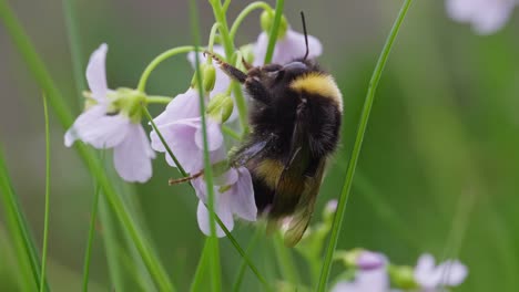 Bumblebee-climbing-purple-flower-with-pollen-dust-on-fur,-beautiful-closeup-macro