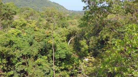 Beautiful-FPV-Flying-Between-Trees-Smoothly-with-a-Small-Stream-of-Water-in-Santa-Marta,-Colombia,-South-America