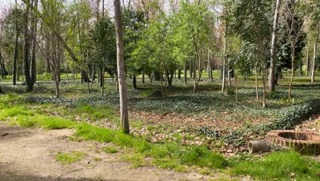 Filmación-De-Un-Jardín-Con-Muchos-árboles-Agrupados-En-Orden,-El-Suelo-Está-Cubierto-En-Gran-Parte-Por-Plantas-De-Hiedra-Y-A-Los-Lados-Hay-Caminos-De-Tierra-Para-Caminar-En-El-Jardín-De-El-Príncipe-En-Aranjuez,-España
