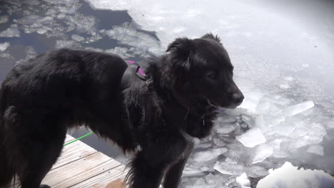 A-black-dog-stands-next-to-thawing-pack-ice-on-an-Adirondack-lake