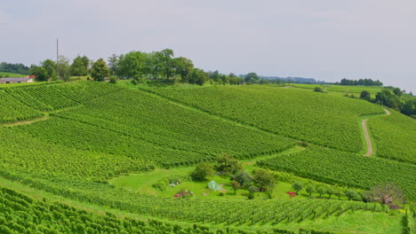 Panoramic-aerial-orbit-above-vineyards-sloping-down-into-bowl-with-cluster-of-trees