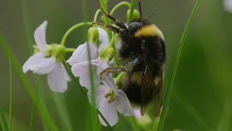 Bumblebee-holding-on-to-cuckoo-flower-while-stem-gently-shakes-in-wind,-macro
