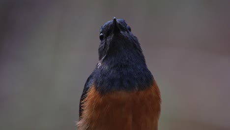 Blick-Nach-Oben,-Während-Die-Kamera-Heranzoomt,-Weißbürzel-Shama-Copsychus-Malabaricus,-Thailand