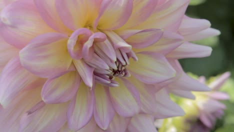 Close-up-of-a-delicate-pink-and-yellow-dahlia-flower-in-soft-daylight