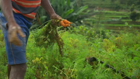 Freshly-harvested-carrots-in-the-farm,-Closeup,-India