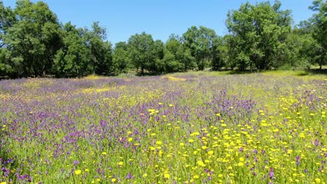 low-flight-with-a-drone-on-a-spring-morning-with-a-blue-sky-in-a-meadow-full-of-colorful-flowers-moving-away-through-the-air-and-arriving-at-a-group-of-trees-Tietar-Valley-Avila-Spain