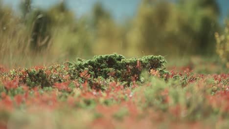 Bunte-Vegetation-Bedeckt-Den-Boden-In-Der-Herbsttundra