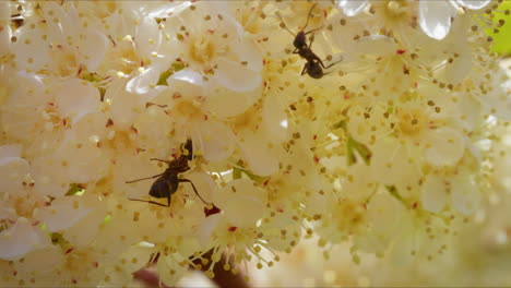 Dos-Hormigas-En-La-Flor-De-Photinia-De-Punta-Roja