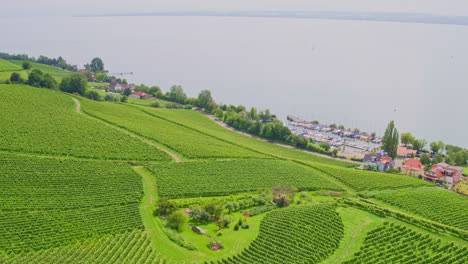 Vineyard-plantations-wraps-along-topographic-contours-of-hillside-by-the-lake