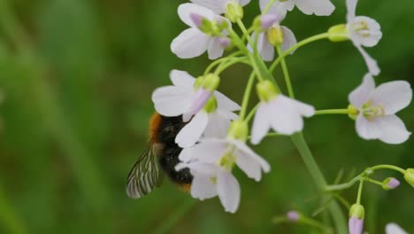 Bumblebee-crawling-purple-cuckoo-flower-moving-in-the-wind,-harvesting-pollen