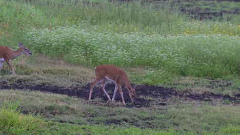 Two-deer-grazing-and-eating-at-Myakka-State-Park-during-hunting-seasen