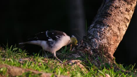 Moviéndose-Hacia-La-Derecha-Seguido-Por-La-Cámara-Mientras-Busca-Algo-Para-Comer-Durante-La-Tarde,-Estornino-De-Cuello-Negro-Gracupica-Nigricollis,-Tailandia