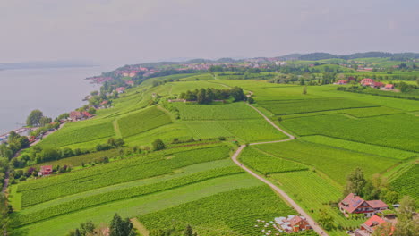 Panoramic-aerial-of-vineyard-rows-spread-out-across-landscape-in-Staatsweingut