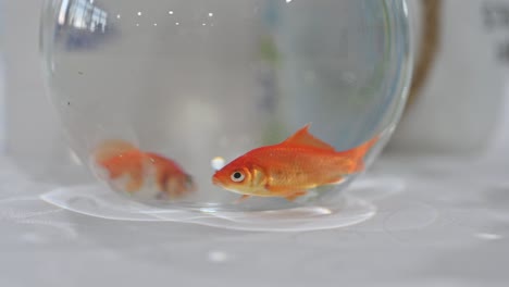 A-close-up-of-a-goldfish-inside-a-fishbowl,-Gold-Fish-Footage