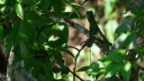 Seen-from-its-back-in-the-foliage-of-the-tree-during-a-windy-afternoon-then-it-moves-away-to-the-left,-Chinese-Water-Dragon-Physignathus-cocincinus,-Thailand