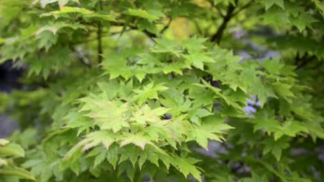 Green-leaves-from-a-bush-blowing-in-the-wind