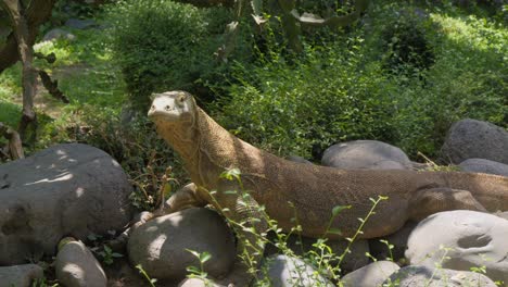 Ein-Junger-Komodowaran-Sonnt-Sich-Auf-Großen-Felsen-Im-Sonnenlicht-Und-Blickt-In-Die-Kamera