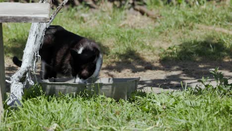 Eine-Katze-Mit-Schwarz-weißem-Fell,-Die-Wasser-Trinkt---Nahaufnahme