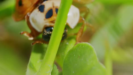 Asian-lady-beetle-in-macro-shot-on-leaves-in-garden