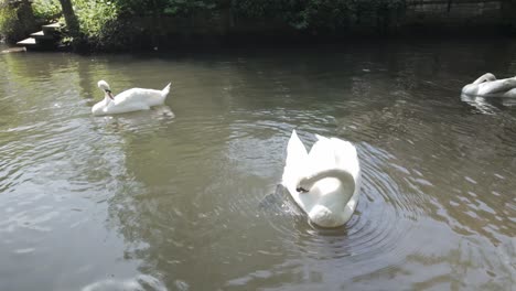Swans-swimming,-Pulls-ferry-gatehouse,-River-Wensum,-Norwich