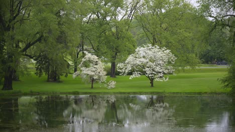 Beautiful-lake-in-park-with-blossoming-trees