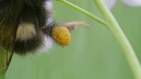 Pollen-basket-on-bumblebee-leg,-macro-close-up